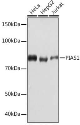 Western Blot: PIAS1 Antibody (3J2O8) [NBP3-16477]