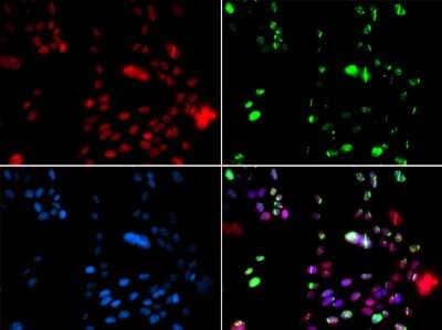 Immunocytochemistry/ Immunofluorescence: PIAS1 Antibody - BSA Free [NBP2-94354]