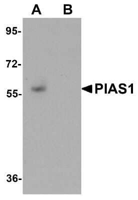 Western Blot: PIAS1 AntibodyBSA Free [NBP1-77158]