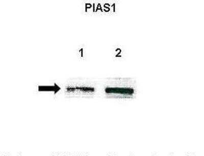 Western Blot: PIAS1 Antibody [NBP2-82305]