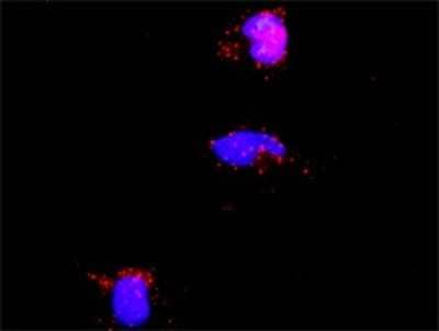 Proximity Ligation Assay: PIAS2 Antibody (1F7) [H00009063-M01]