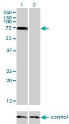 Western Blot: PIAS2 Antibody (1F7) [H00009063-M01]