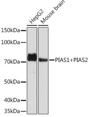 Western Blot: PIAS2/PIAS1 Antibody (8P1D2) [NBP3-16858]