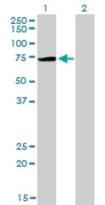 Western Blot: PIAS3 Antibody (4F12) [H00010401-M03]