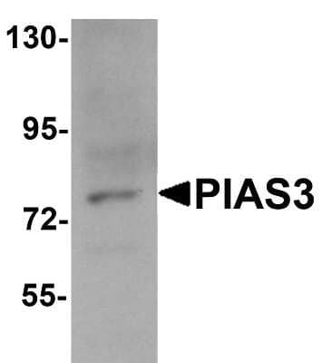 Western Blot: PIAS3 AntibodyBSA Free [NBP1-77160]