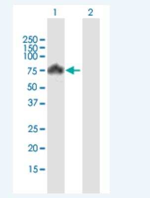 Western Blot: PIASy Antibody [H00051588-B01P-50ug]