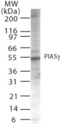 Western Blot: PIASy Antibody [NB600-1318]