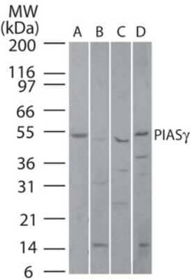Western Blot: PIASy Antibody [NB600-1318]