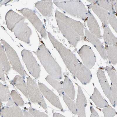 Immunohistochemistry-Paraffin: PICALM Antibody [NBP1-86659]