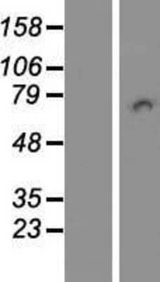 Western Blot: PICALM Overexpression Lysate [NBL1-14390]