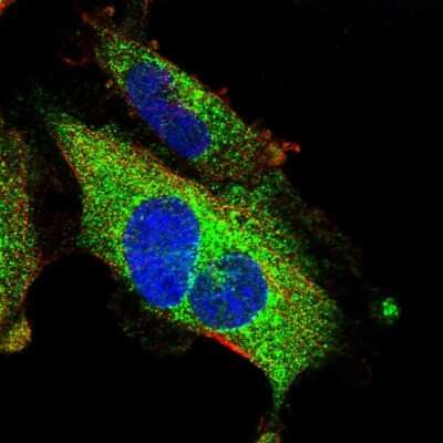 Immunocytochemistry/ Immunofluorescence: PID1 Antibody [NBP1-93967]