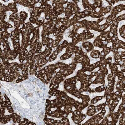Immunohistochemistry-Paraffin: PID1 Antibody [NBP1-93967]