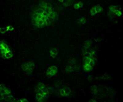 Immunocytochemistry/ Immunofluorescence: PIEZO1 Antibody (2-10) [NBP2-75617]