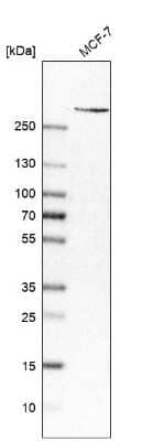 Western Blot: PIEZO1 Antibody (CL9714) [NBP2-88938]