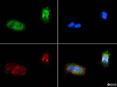 Immunocytochemistry/ Immunofluorescence: PIEZO1 Antibody - BSA Free [NBP1-78446]