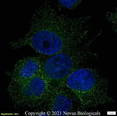 Immunocytochemistry/ Immunofluorescence: PIEZO1 Antibody - BSA Free [NBP1-78537]