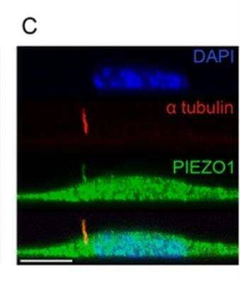 Immunocytochemistry/ Immunofluorescence: PIEZO1 Antibody - BSA Free [NBP1-78537]