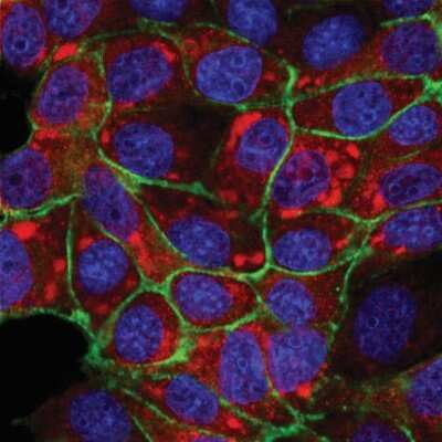 Immunocytochemistry/ Immunofluorescence: PIEZO1 Antibody - BSA Free [NBP1-78446]