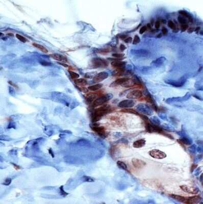 Immunohistochemistry: PIEZO1 Antibody - BSA Free [NBP1-78446]