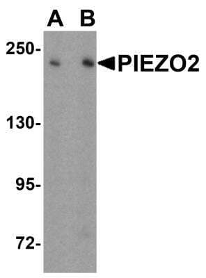 Western Blot: PIEZO2 AntibodyBSA Free [NBP2-61130]