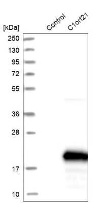 Western Blot: PIG13 Antibody [NBP1-80904]