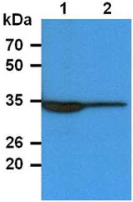 Western Blot: PIG3 Antibody (1C9)BSA Free [NBP2-22591]