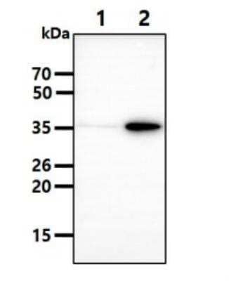 Western Blot: PIG3 Antibody (1C9)BSA Free [NBP2-22591]