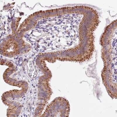 Immunohistochemistry-Paraffin: PIGA Antibody [NBP2-13760]