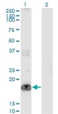 Western Blot: PIGH Antibody (2F8) [H00005283-M01]