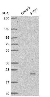 Western Blot: PIGH Antibody [NBP1-83342]