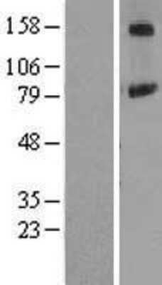 Western Blot: PIGN Overexpression Lysate [NBL1-14402]