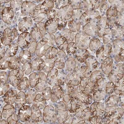 Immunohistochemistry-Paraffin: PIGP Antibody [NBP1-84294]