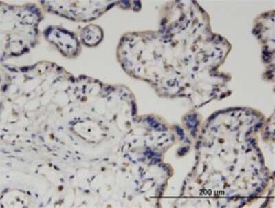Immunohistochemistry-Paraffin: PIGQ Antibody (2B7) [H00009091-M02]