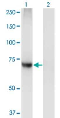 Western Blot: PIGQ Antibody (2B7) [H00009091-M02]