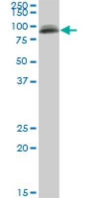 Western Blot: PIGS Antibody (3F3) [H00094005-M02]