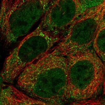 Immunocytochemistry/ Immunofluorescence: PIGU Antibody [NBP2-30691]