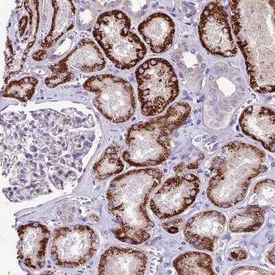 Immunohistochemistry-Paraffin: PIGU Antibody [NBP2-30386]