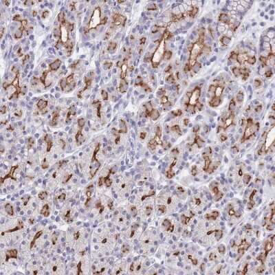 Immunohistochemistry-Paraffin: PIGU Antibody [NBP2-30691]
