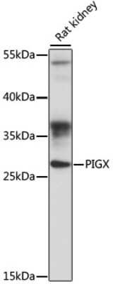 Western Blot: PIGX AntibodyAzide and BSA Free [NBP2-94805]