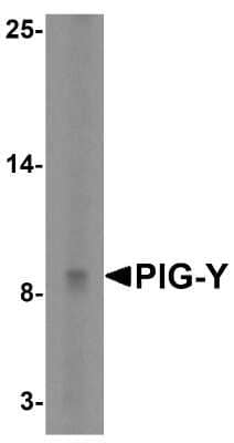 Western Blot: PIGY AntibodyBSA Free [NBP1-76967]