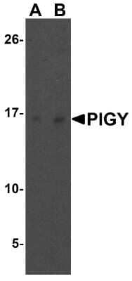 Western Blot: PIGY AntibodyBSA Free [NBP1-77340]