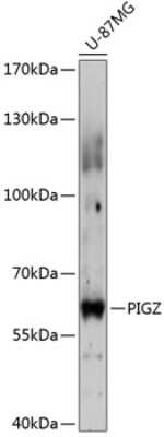 Western Blot: PIGZ AntibodyAzide and BSA Free [NBP2-93538]