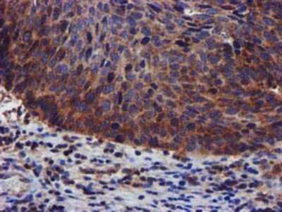 Immunohistochemistry-Paraffin: PIH1D2 Antibody (OTI4A10) [NBP2-03656]