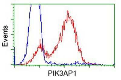 Flow Cytometry: BCAP/PIK3AP1 Antibody (OTI7A11) [NBP2-03109]