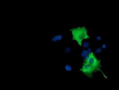 Immunocytochemistry/ Immunofluorescence: BCAP/PIK3AP1 Antibody (OTI7A11) [NBP2-03109]