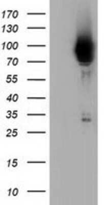 Western Blot: BCAP/PIK3AP1 Antibody (OTI7A11) [NBP2-03109]