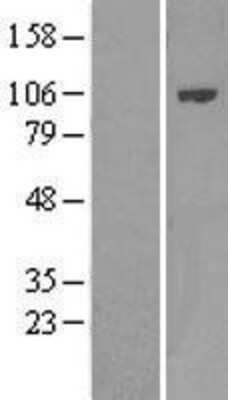 Western Blot: BCAP/PIK3AP1 Overexpression Lysate [NBL1-14414]