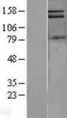 Western Blot: PIK3C2A Overexpression Lysate [NBL1-14415]