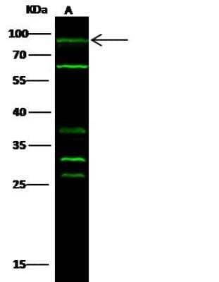 Western Blot: PIK3CA Antibody [NBP2-98814]