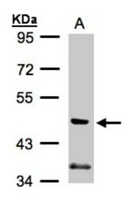 Western Blot: PI 3-Kinase p55 gamma Antibody [NBP1-32636]